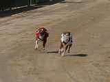 Golden Rabbit European Sandtrack-Derby Th. Ernst (152)